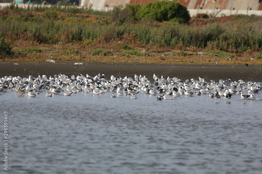 aves varias aves varias