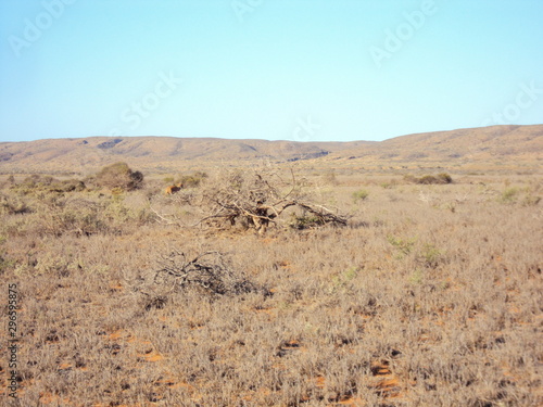 Bloodwood Creek Wild Kangaroos - Ningaloo photo