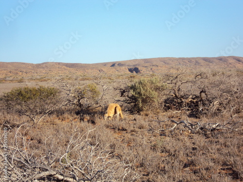 Bloodwood Creek Wild Kangaroos - Ningaloo photo