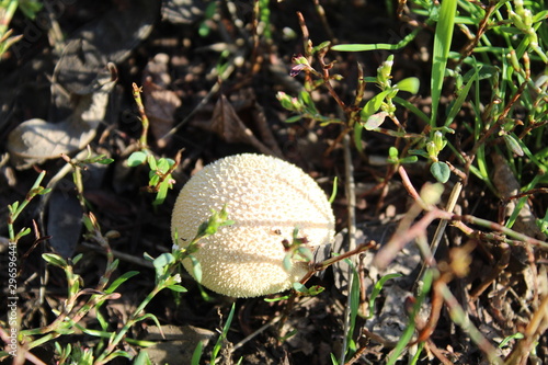 mushroom in grass