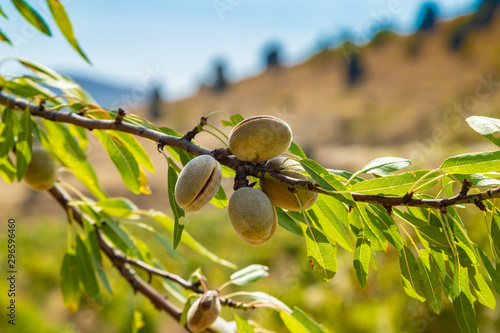 Green almonds on a branch on a Sunny day