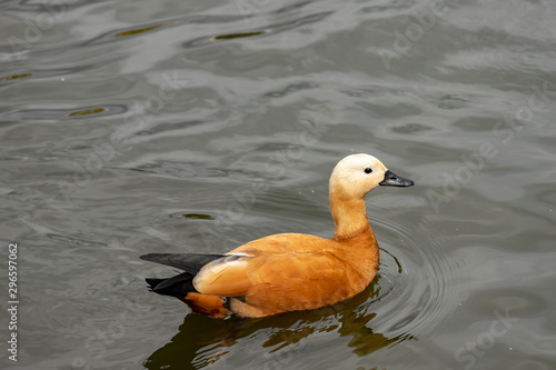 duck Ogar swims in the lake with muddy water photo