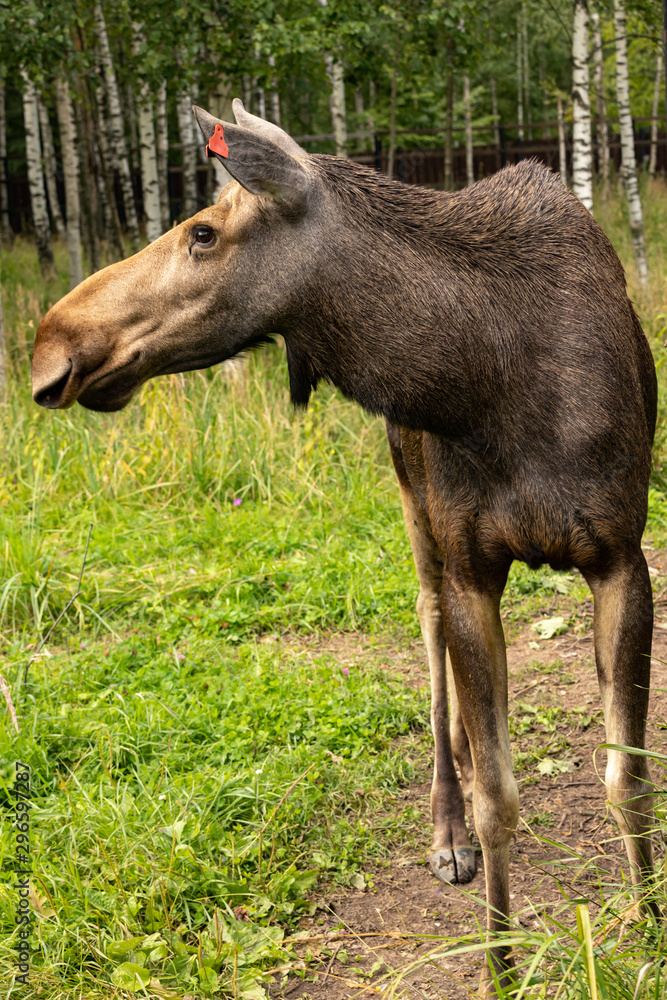 Fototapeta premium young elk in the reserve in the summer pasture