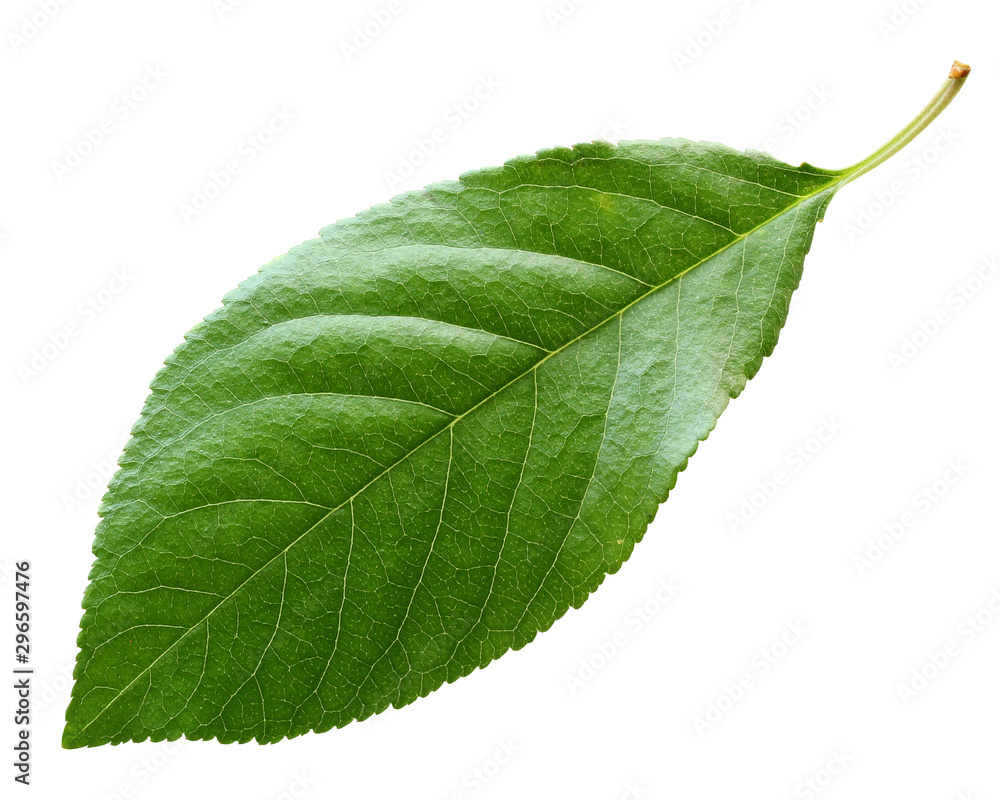 Obraz premium cherry leaf isolated on white background.