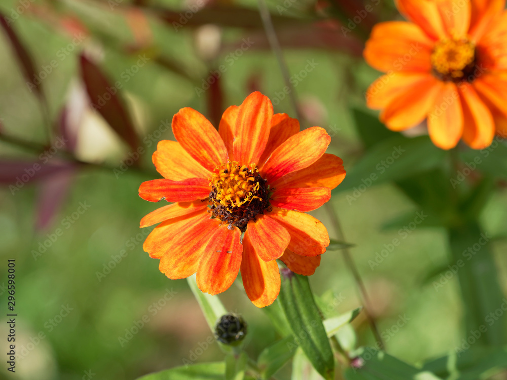 Zinnia à feuilles étroites ou Zinnia du Mexique | Zinnia angustifolia Zinnia à feuilles étroites ou Zinnia du Mexique | Zinnia angustifolia