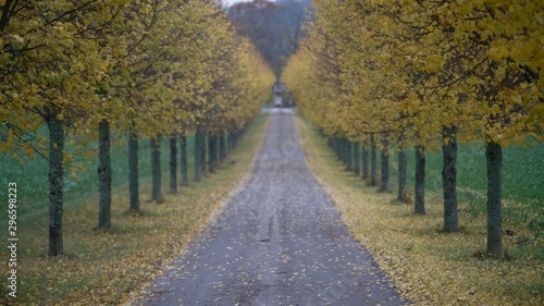 Fall   autumn backdrop  road with yellow trees. Fall off focus