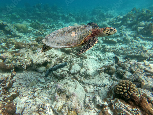 wildlife maldivian sea turtle  marine turtles 