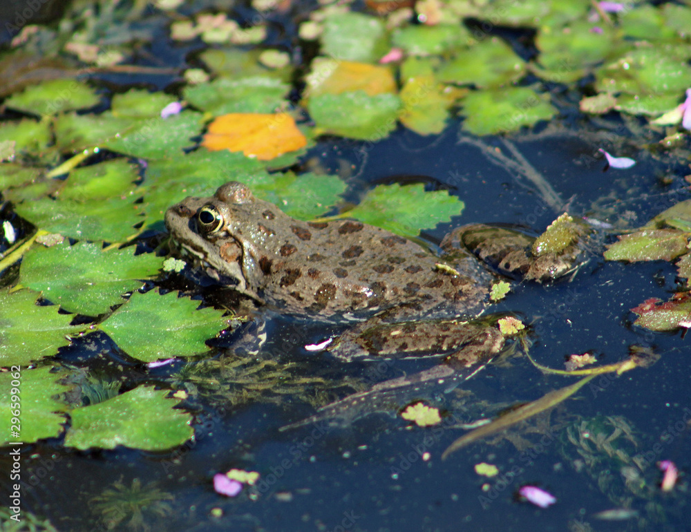 Grenouille Grenouille