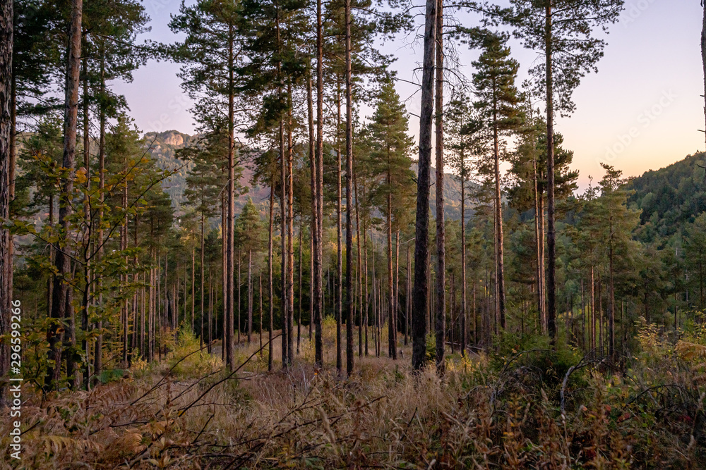 Colorful trees in the woods during the autumn Colorful trees in the woods during the autumn