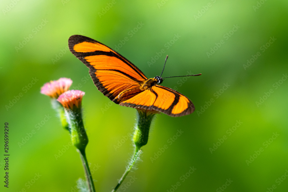 A Flambeau Butterfly resting on a small pink wild flower in an open meadow in the rain forest. A Flambeau Butterfly resting on a small pink wild flower in an open meadow in the rain forest.