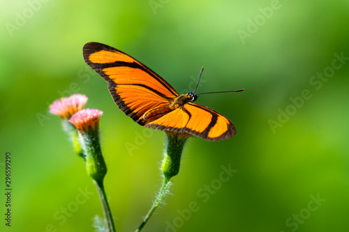 A Flambeau Butterfly resting on a small pink wild flower in an open meadow in the rain forest. © Chelsea Sampson