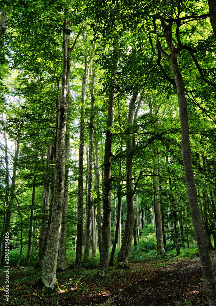 Obraz premium Schöne deutsche Waldlichtung im Sonnenschein