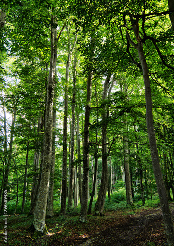 Schöne deutsche Waldlichtung im Sonnenschein © Juergen