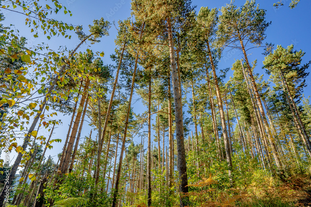 Colorful trees in the woods during the autumn Colorful trees in the woods during the autumn