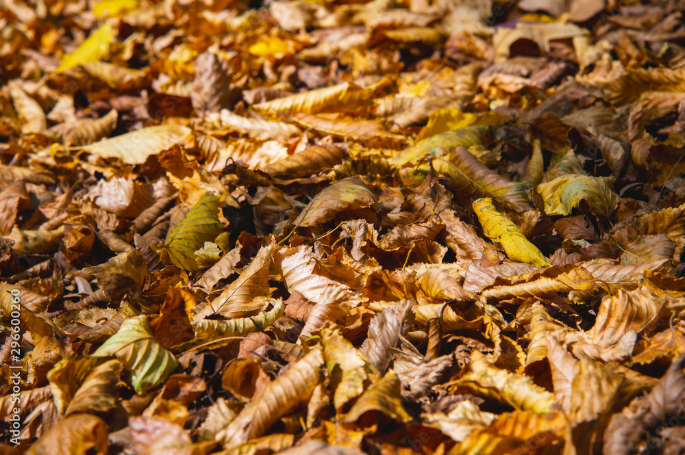 Abstract background of yellow autumn oak leaves lie curled up on the ground. Soft focus real forest. Habitat foliage