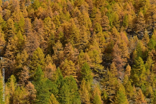 larch forests in switzerland 