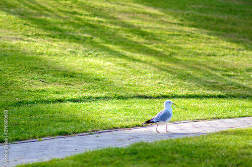 Seagull is walking along the grass