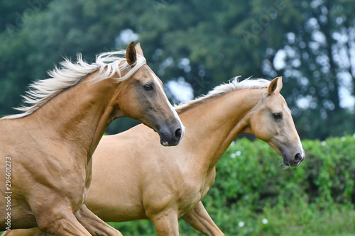 Two palomino akhal teke breed horses running in the park together. Animal portrait. © arthorse