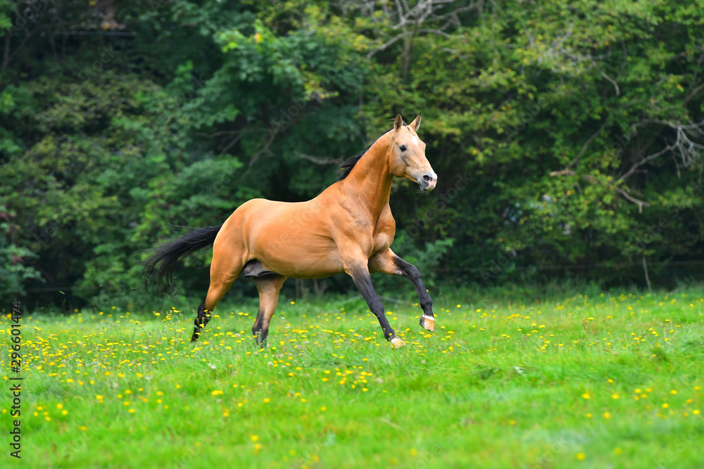 Buckskin akhal teke stallion running in trot in the green field in summer with trees and forest in the background. 