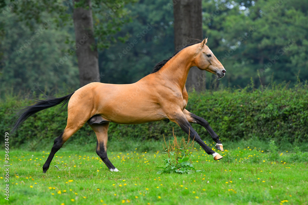 Buckskin akhal teke stallion running in trot in the green field in summer with trees and forest in the background. Buckskin akhal teke stallion running in trot in the green field in summer with trees and forest in the background.