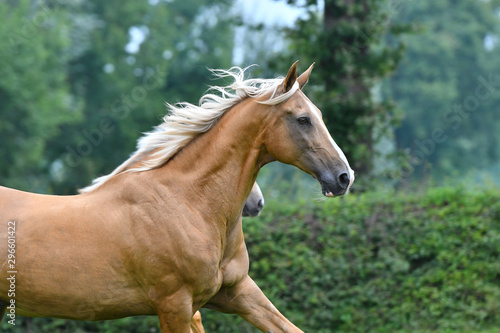 Two palomino akhal teke breed horses running in the park together. Animal portrait.
