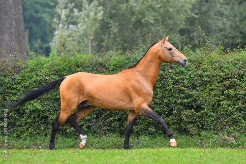 Buckskin akhal teke stallion running in trot in the green field in summer with trees and forest in the background. 