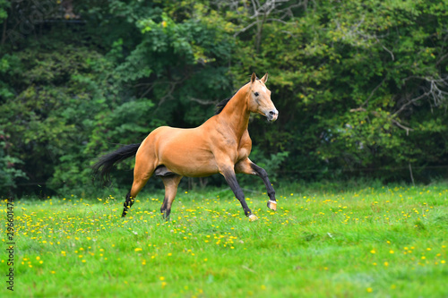 Buckskin akhal teke stallion running in trot in the green field in summer with trees and forest in the background.  © arthorse