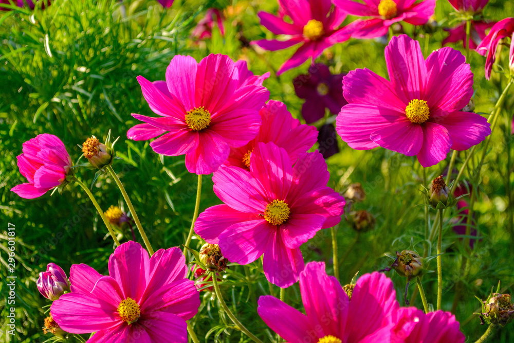 Background of summer beautiful flowers Background of summer beautiful flowers