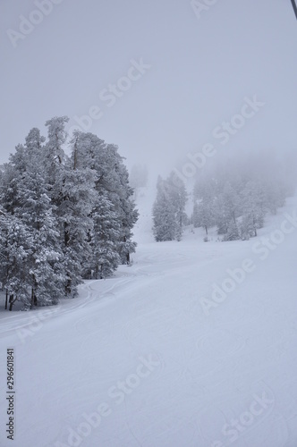 landscape with trees and road in winter