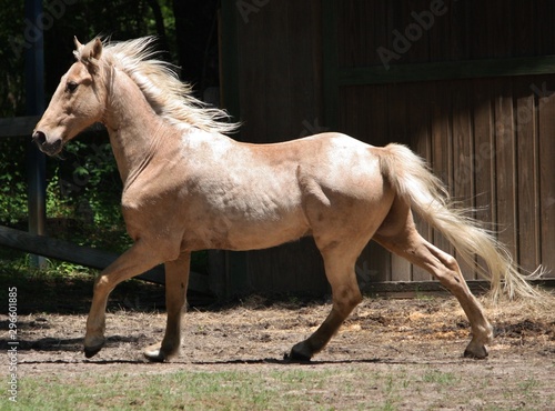 palamino tennessee walking horse gait