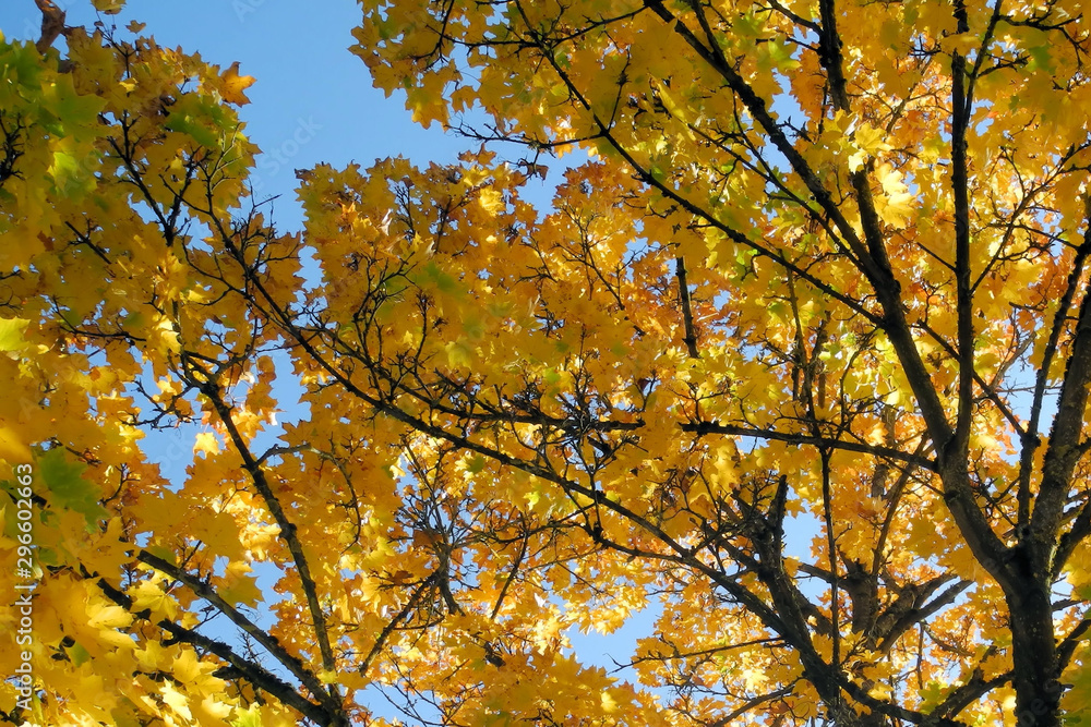 Baum mit goldenem Herbstlaub in der Sonne