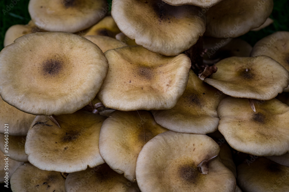 Fototapeta premium Mushrooms in the forest