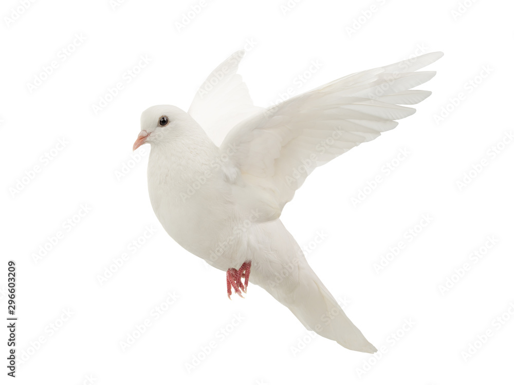 Fototapeta premium White dove in flight on a white