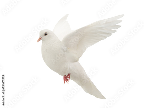 White dove in flight on a white
