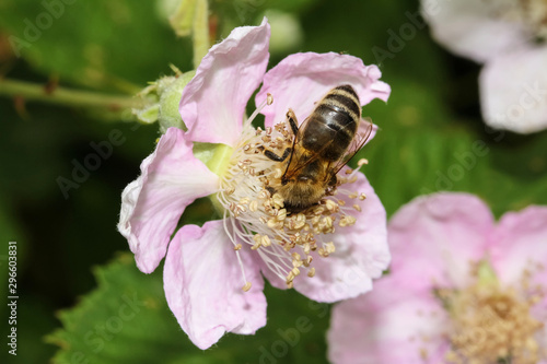 Honigbiene auf einer Rosenblüte, Apis mellifera
