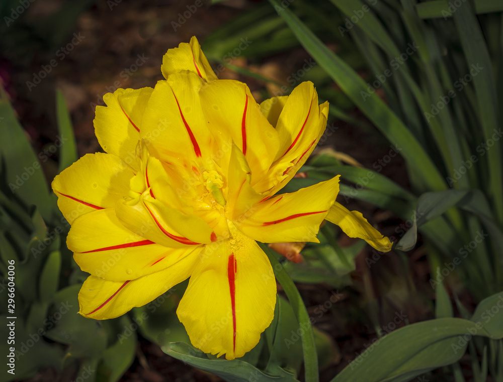 Obraz premium Tulpe