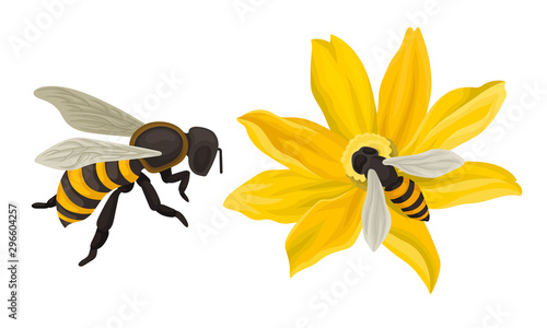 Bee Flying Around The Flower And Gathering Blossom Dust Vector Illustration