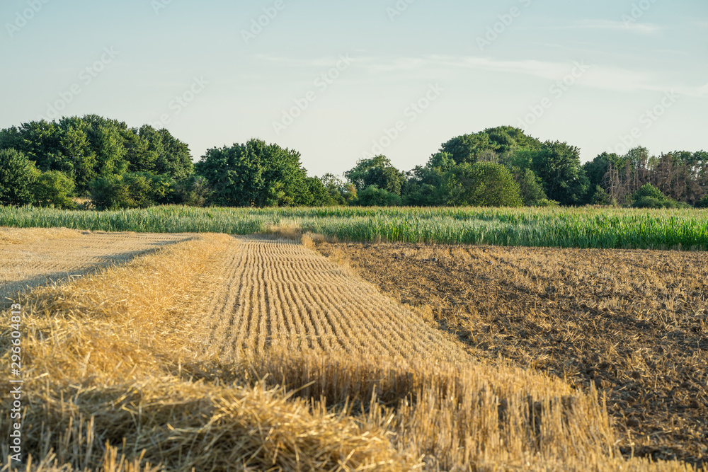A harvested wheat field in front of corn field.