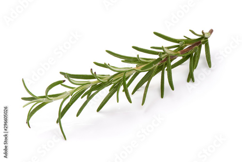 Fresh branch of rosemary herb, isolated on white background photo