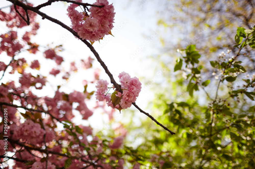 Obraz premium Pink cherry blossom in bloom. Beautiful sakura flowers at springtime