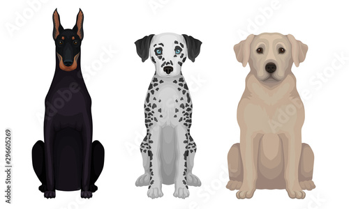 Purebred Detailed Drawn Dogs Vector Illustrated Set