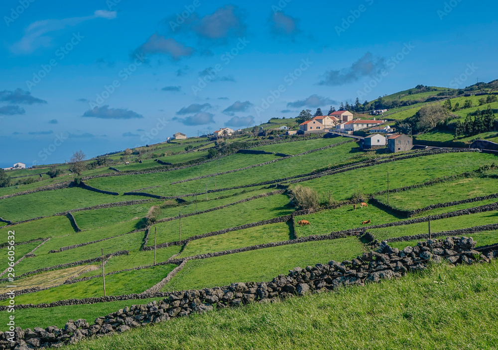 Green meadows in Terceira island