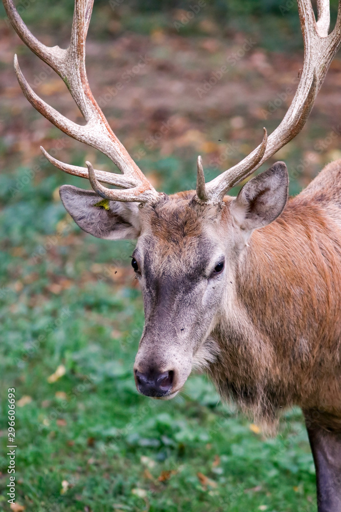 Portrait d'un cerf Portrait d'un cerf