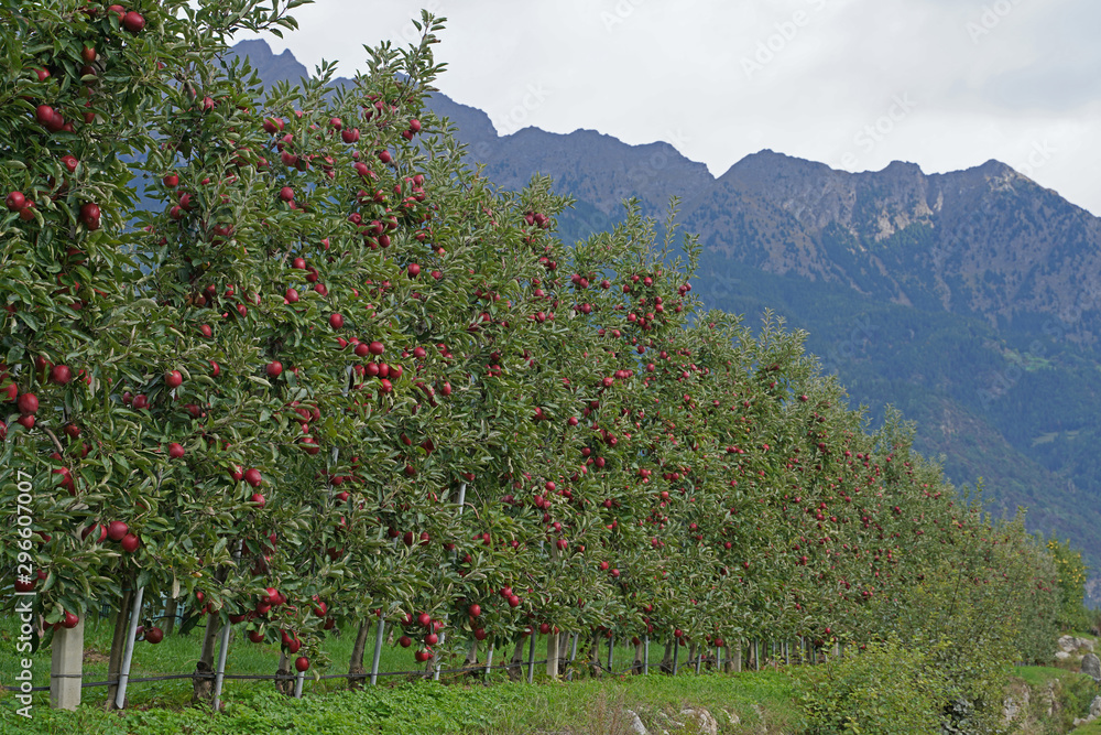Apfel Äpfel Apfelernte in Südtirol