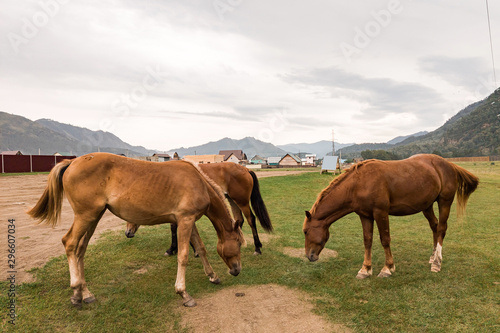 Three brown arabian horse without a saddle on his back bowed his head and eats green grass in the forest