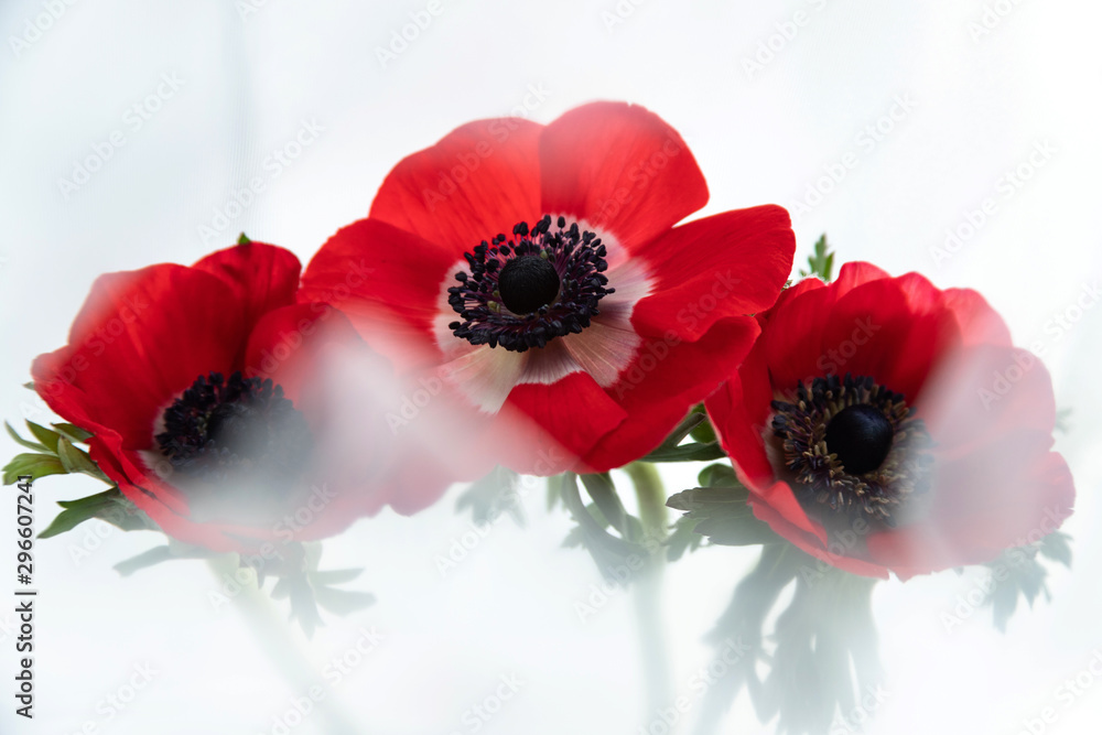 Three red anemone flowers on white background