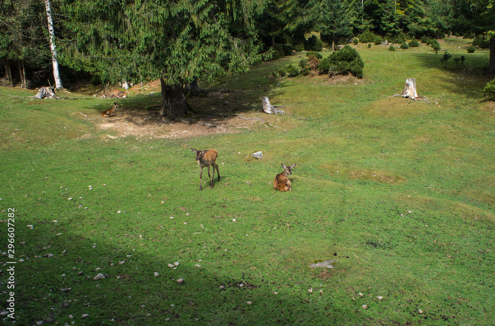 Young deer in a meadow near the forest in the wild. Young deer in a meadow near the forest in the wild.