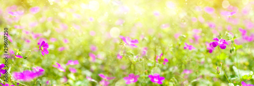 Summer bright background. Summer landscape with wildflowers of pink flowers in the sunlight. © Leonid Ikan
