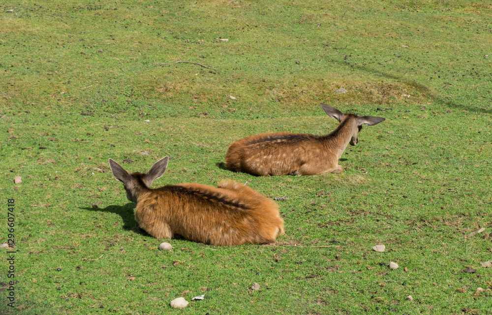 Young deer in a meadow near the forest in the wild. Young deer in a meadow near the forest in the wild.