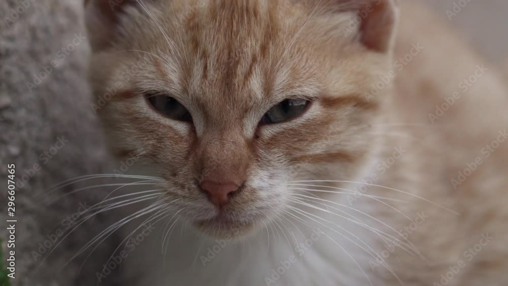 Ginger kitten Ginger kitten